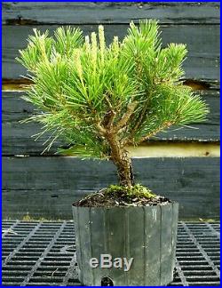 Pre Bonsai Tree Japanese Black Pine JBP1G-417A