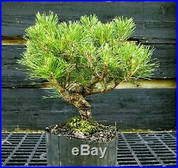 Pre Bonsai Tree Japanese Black Pine JBP1G-417A