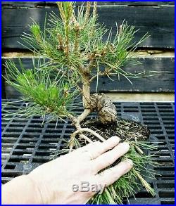 Pre Bonsai Tree Japanese Black Pine JBP1G-515C