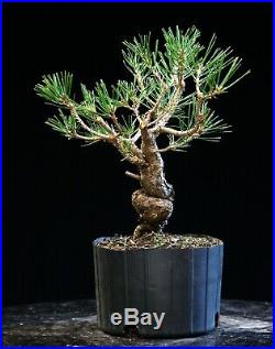 Pre Bonsai Tree Japanese Black Pine JBP1G-804A