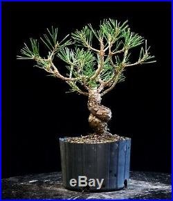 Pre Bonsai Tree Japanese Black Pine JBP1G-804A