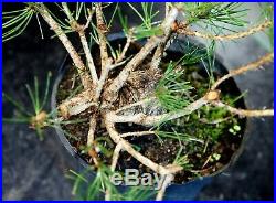 Pre Bonsai Tree Japanese Black Pine JBP1G-804B