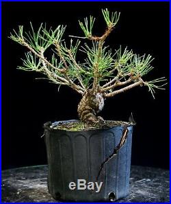 Pre Bonsai Tree Japanese Black Pine JBP1G-804B