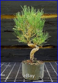 Pre Bonsai Tree Japanese Black Pine JBP1G-830D