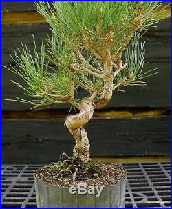 Pre Bonsai Tree Japanese Black Pine JBP1G-830D