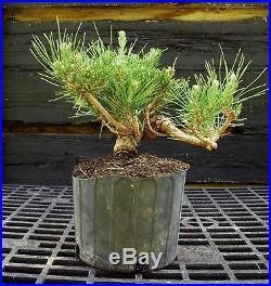 Pre Bonsai Tree Japanese Black Pine JBP1G-830E