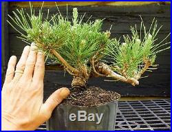 Pre Bonsai Tree Japanese Black Pine JBP1G-830E