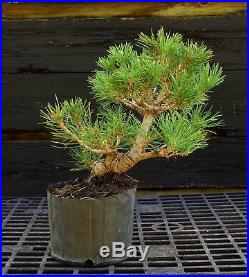 Pre Bonsai Tree Japanese Black Pine JBP1G-830F