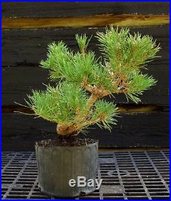 Pre Bonsai Tree Japanese Black Pine JBP1G-830F