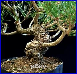 Pre Bonsai Tree Japanese Black Pine JBP1G-907C