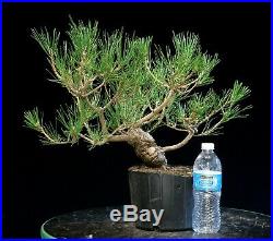Pre Bonsai Tree Japanese Black Pine JBP1G-907C
