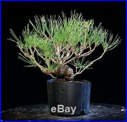 Pre Bonsai Tree Japanese Black Pine JBP1G-907D