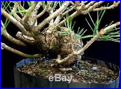 Pre Bonsai Tree Japanese Black Pine JBP1G-907D
