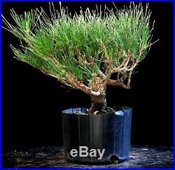 Pre Bonsai Tree Japanese Black Pine JBP1G-907F