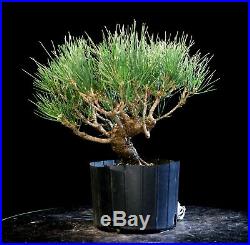 Pre Bonsai Tree Japanese Black Pine JBP1G-907F