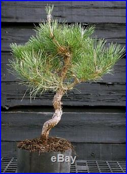 Pre Bonsai Tree Japanese Black Pine JBP3G-202B