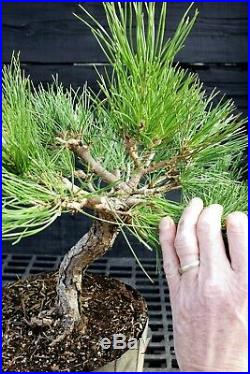 Pre Bonsai Tree Japanese Black Pine JBP3G-202C