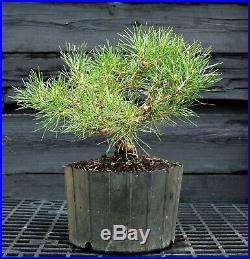 Pre Bonsai Tree Japanese Black Pine JBP3G-303B