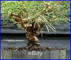 Pre Bonsai Tree Japanese Black Pine JBP3G-303B