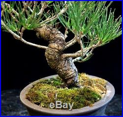 Pre Bonsai Tree Japanese Black Pine JBP-907