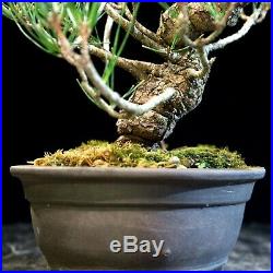 Pre Bonsai Tree Japanese Black Pine JBP-907