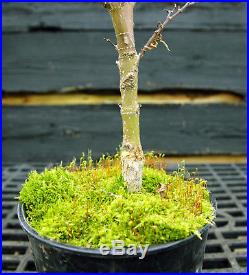 Pre Bonsai Tree Japanese Maple Sharpes Pygmy JMSP1G-220B