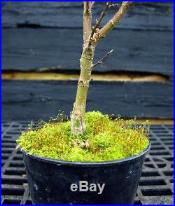Pre Bonsai Tree Japanese Maple Sharpes Pygmy JMSP1G-220B