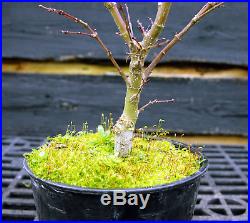 Pre Bonsai Tree Japanese Maple Sharpes Pygmy JMSP1G-220D