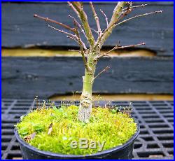 Pre Bonsai Tree Japanese Maple Sharpes Pygmy JMSP1G-220D