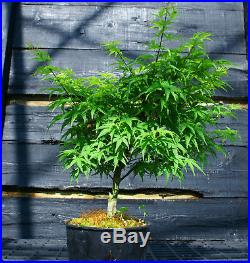 Pre Bonsai Tree Japanese Maple Sharpes Pygmy JMSP1G-509D