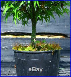 Pre Bonsai Tree Japanese Maple Sharpes Pygmy JMSP1G-509D