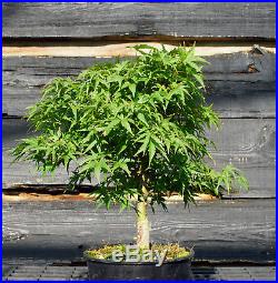 Pre Bonsai Tree Japanese Maple Sharpes Pygmy JMSP1G-807C