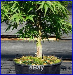 Pre Bonsai Tree Japanese Maple Sharpes Pygmy JMSP1G-807C