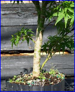 Pre Bonsai Tree Japanese Maple Sharpes Pygmy JMSP1G-807D