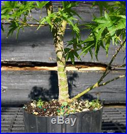 Pre Bonsai Tree Japanese Maple Sharpes Pygmy JMSP1G-807D