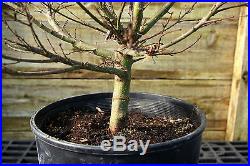Pre Bonsai Tree Japanese Maple Sharpes Pygmy JMSP2G-114B