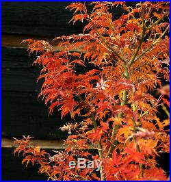 Pre Bonsai Tree Japanese Maple Shishigashira JMSSG3G-1124E