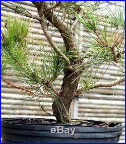Pre Bonsai Tree Japanese Red Pine JRP3G-109A