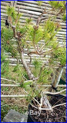 Pre Bonsai Tree Japanese Red Pine JRP3G-109A
