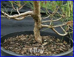 Pre Bonsai Tree Japanese Red Pine JRP3G-303B