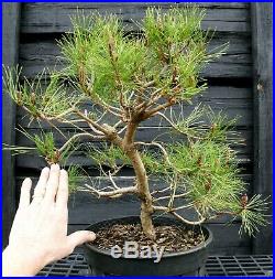 Pre Bonsai Tree Japanese Red Pine JRP3G-303B