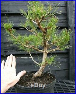 Pre Bonsai Tree Japanese Red Pine JRP3G-303C