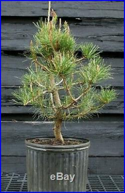Pre Bonsai Tree Japanese Red Pine JRP3G-303D