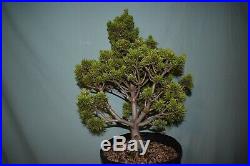 Pre Bonsai Tree Japanese White pine Large size