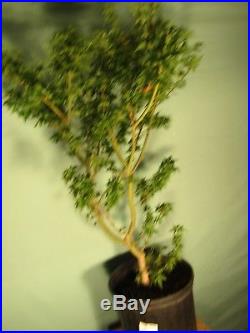 Pre Bonsai Tree Japanese maple Koto Hime