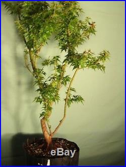 Pre Bonsai Tree Japanese maple Koto Hime