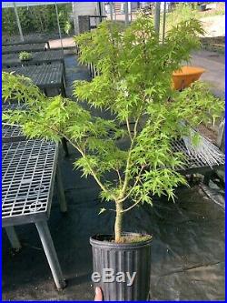 Pre Bonsai Tree Sharps Pygmy Japanese Maple