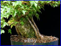 Pre Bonsai Tree Trident Maple Over Rock TMROR-626KA