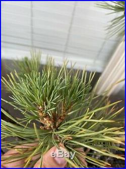 Pre-Bonsai Tree Yamadori Ponderosa Pine