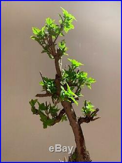 Pre-bonsai Amur Maple (Acer Ginnela) Good Stock Wild Looking Feature At Base